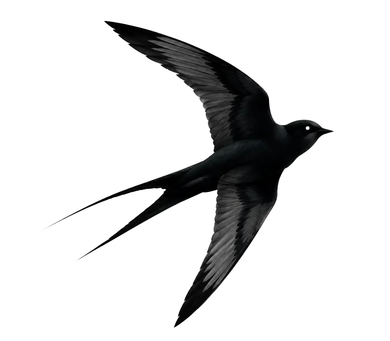 Talki — support that flies faster